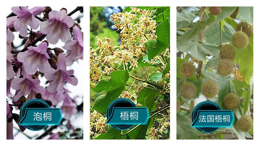 泡桐,梧桐与法国梧桐(落叶乔木)的区别——咏豫北平原常见园林植物14
