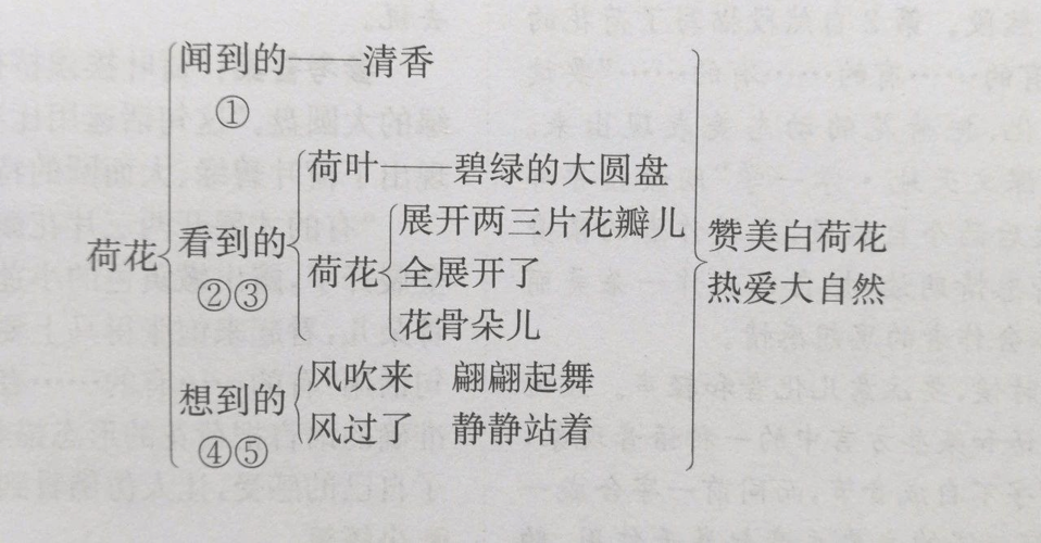 2019版三年级语文下册第一单元第3课《荷花》知识教学新人教版