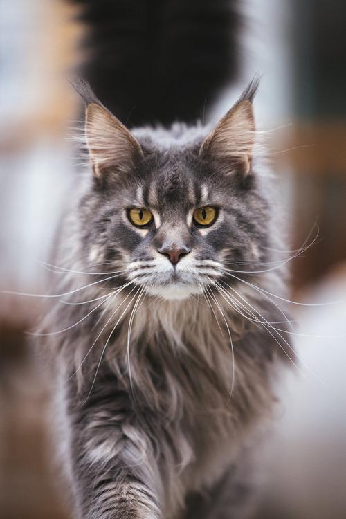 高冷帅猫,太爱了!