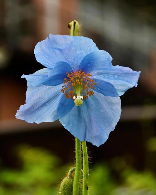 no no no,它是绿绒蒿,跟虞美人同科不同属,算是罕见的蓝色花花了#点缀