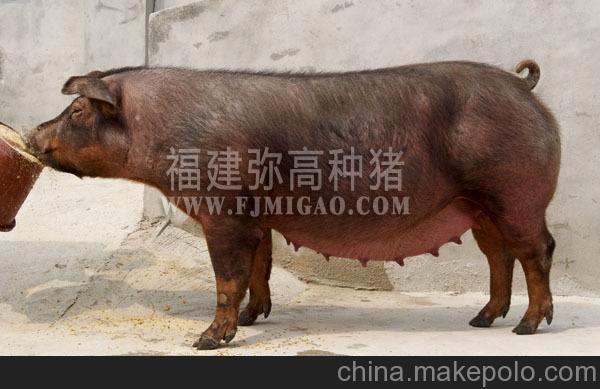 大场供应优质杜洛克原种母猪 体质结实 结构匀称 母性好 奶水足