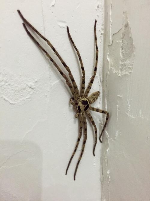 昨天在办公室发现一只蜘蛛,腿展开大概10公分长,腿上有黑刺,好奇是