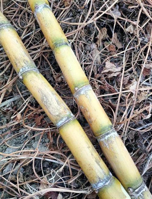 这种甘蔗你吃过吗?大城市里很常见哦!