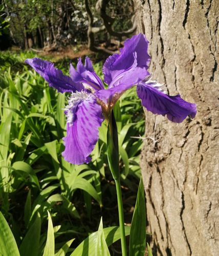菖蒲和鸢尾的区别 - 花百科