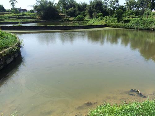 农村开发鱼塘等6适合农村创业的好项目介绍