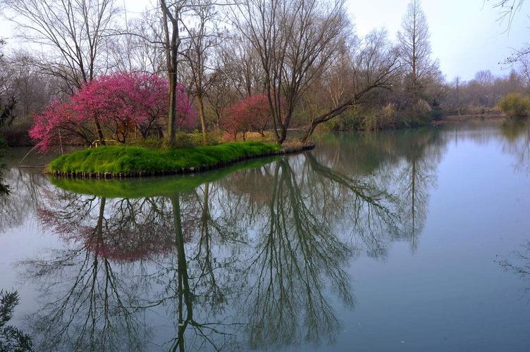杭州西溪国家湿地公园梅花工程