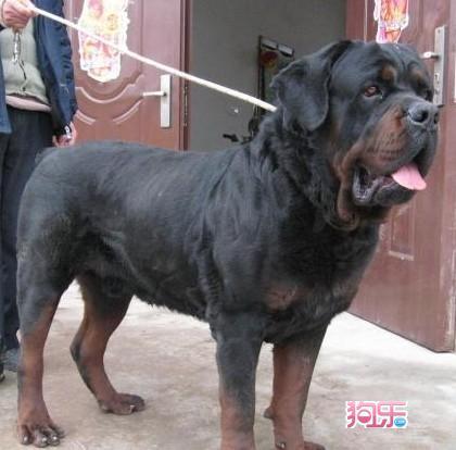 罗威纳