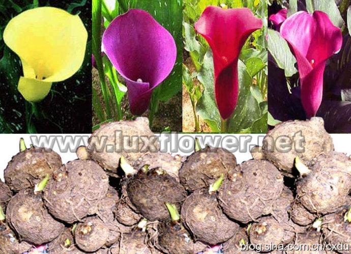 20100804晴热 马蹄莲