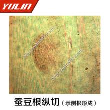 生物显微镜切片标本生产批发蚕豆根纵切(示侧根形成)生物学