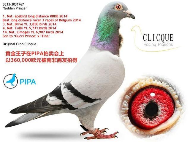祖母:仟翼 获奖鸽母亲,灰,大名鸽"保时捷911"的全妹