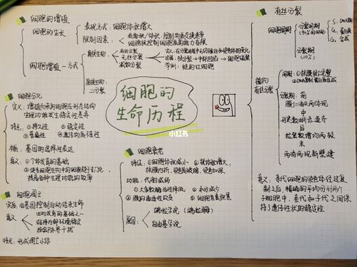 细胞的生命历程思维导图_高一生物必修一_教育_中学