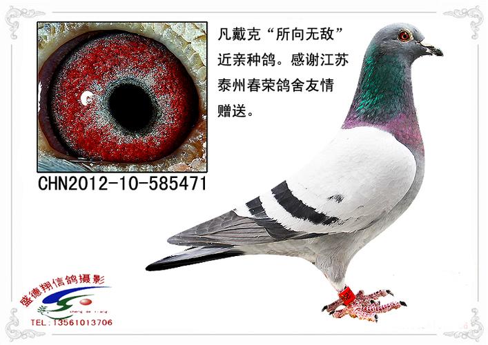 凡戴克_盛德翔鸽业-中信网爱鸽商城