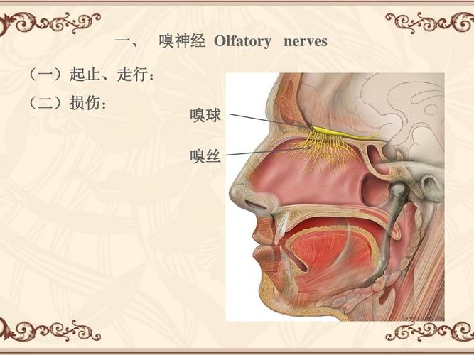 一, 嗅神经 olfatory nerves (一)起止,走行: (二)损伤: 嗅球 嗅丝