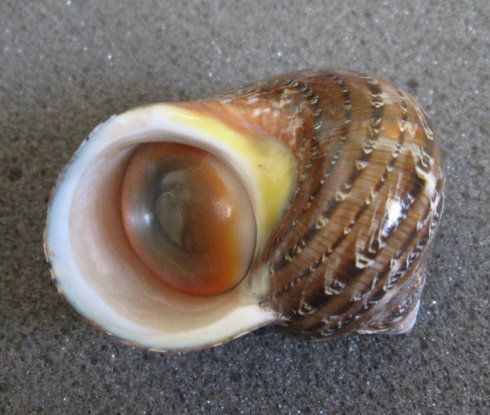 西沙来的猫眼蝾螺