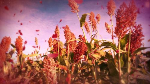 红高粱配乐成品_1920x1080_高清视频素材下载(编号:)