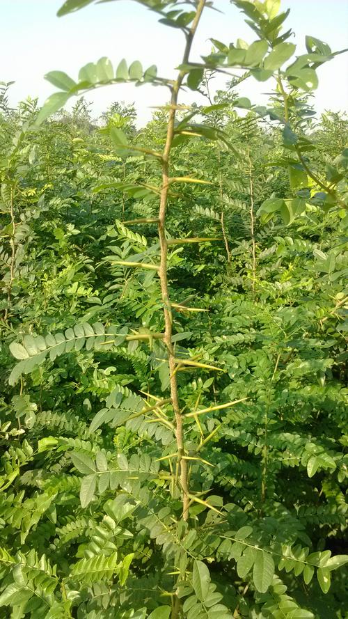 皂角树苗 皂刺苗 - 药都亳州皂角树苗