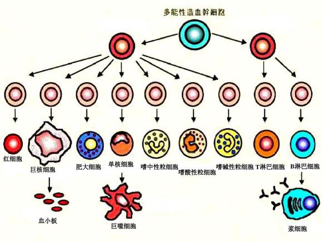 免费文档 所有分类 高一生物细胞的分化癌变和衰老1ppt  第3页 (共15