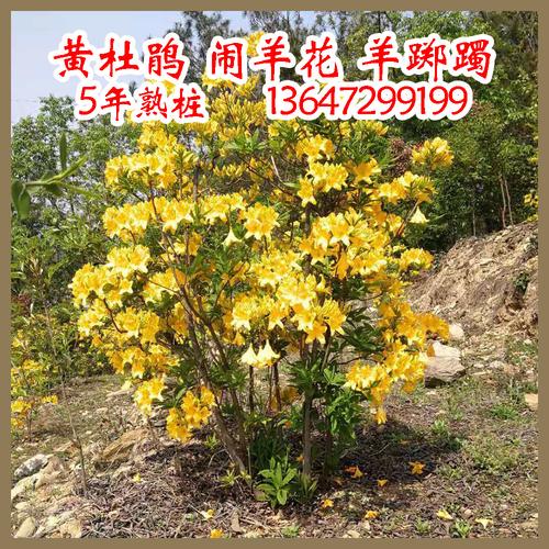 黄杜鹃黄踯躅山踯躅黄花杜鹃黄色杜鹃花黄花映山红种苗5年熟桩