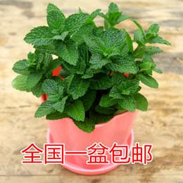 植物花卉除虫热销单品