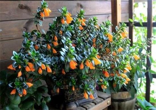 金鱼花的养殖方法和注意事项,金鱼花什么温度最适合它