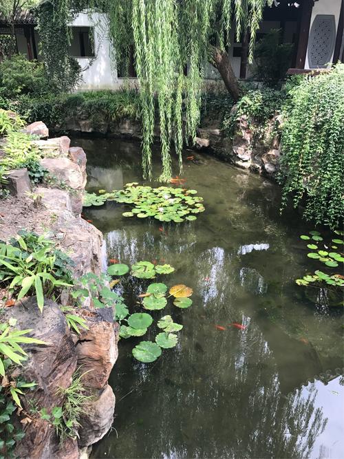 啊,古猗园不愧为江南园林的明珠,柳荫竹林,亭台楼阁,栩栩如生,含苞欲