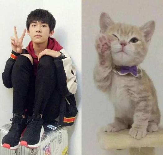 易烊千玺和猫有这么多相似之处,怪不得是个小可爱