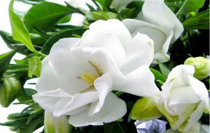 山栀子的趣味知识及其副作用