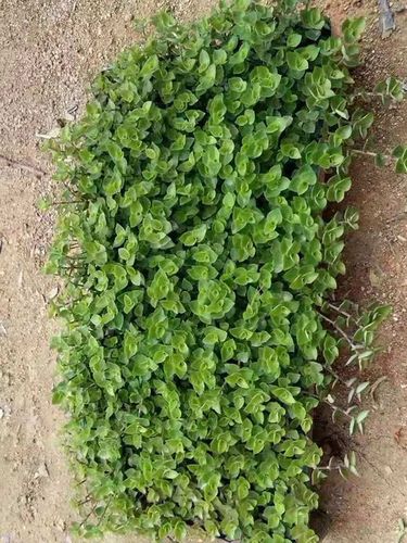 锦竹草