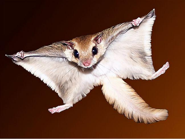 寒号鸟冻死的样子图片(寒号鸟原名复齿鼯鼠,并非鸟类)