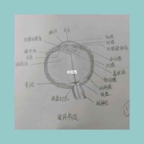 眼球构造_手绘图_解剖手绘图_文化_绘画