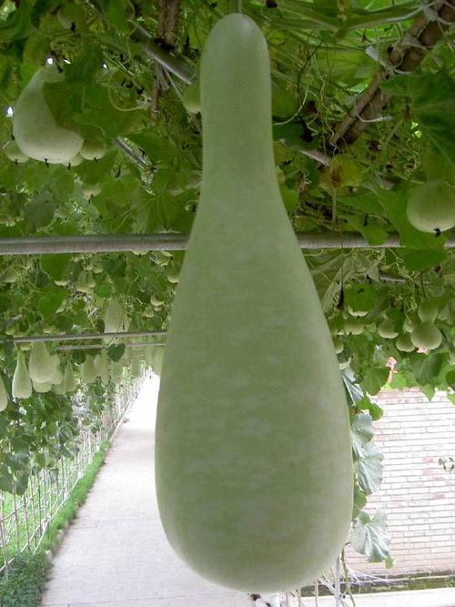 菜葫芦是什么请发图片