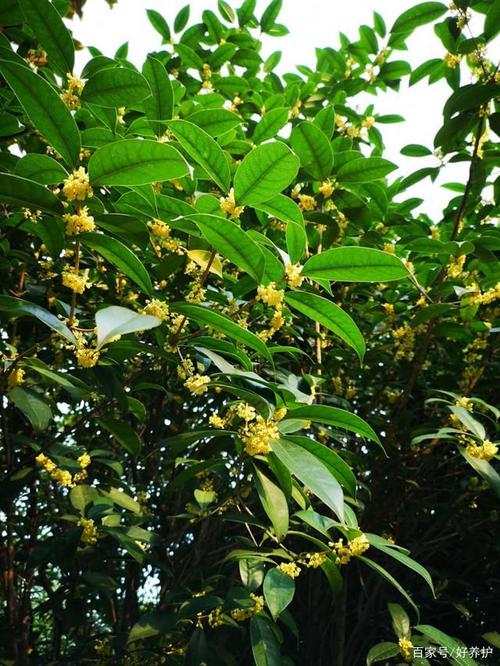 盘点银桂和四季桂的区别,看这3点就够了!