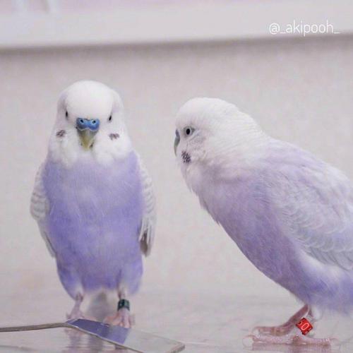 两只浅紫配色的虎皮鹦鹉一定是香芋味的吧