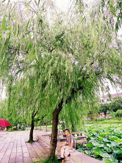 荷塘绿柳凤凰花(沙湾随拍)