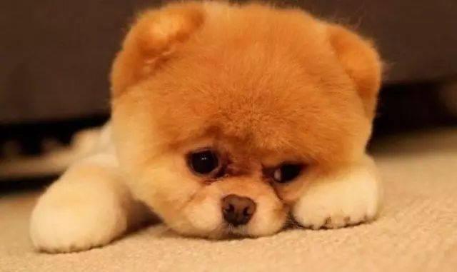 原来狗狗普遍活不过15岁,背后真相有这些