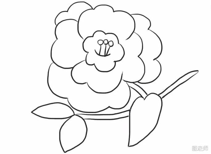 山茶花简笔画图解步骤,山茶花简笔画教程