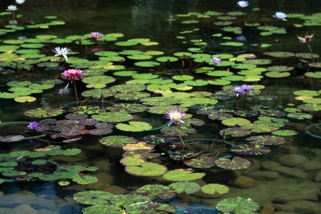 上海辰山植物园睡莲盛开如同一座莫奈花园