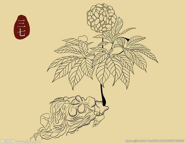 三七图片