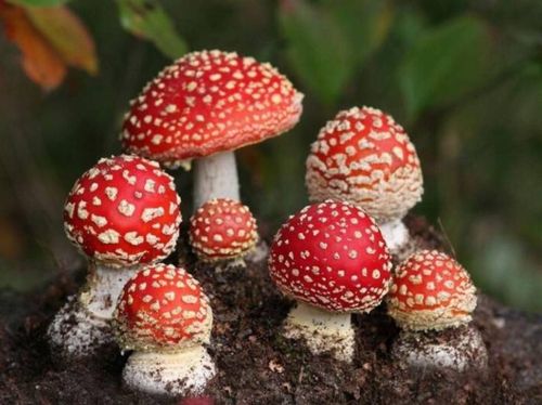蘑菇小常识(下)|我国常见15种毒蘑菇,致死率最高是哪一种?