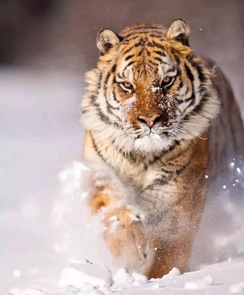 摄影师冒死拍下的霸气老虎玩雪大片,有点可爱!