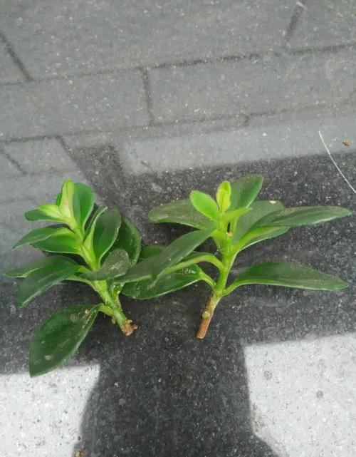 修剪掉的金鱼花枝条别扔,这么做又可以开爆盆啦!来跟我做吧