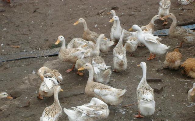 一只母鸭误入公鸭群,几分钟后就站不起来了,看完心疼母鸭!