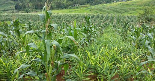 马关县马白镇生姜套种玉米长势良好