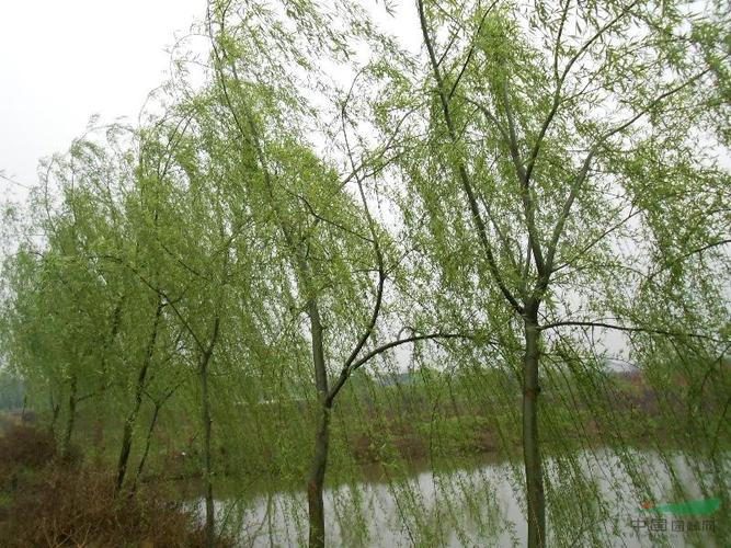 2-20cm柳树 ,全冠柳树,独干柳树,柳树价格