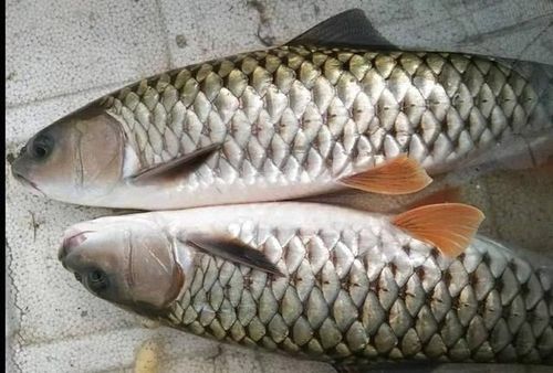 它是溪流鱼中的极品长得像草鱼吃它不刮鳞