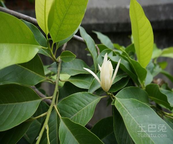 黄桷兰的用途