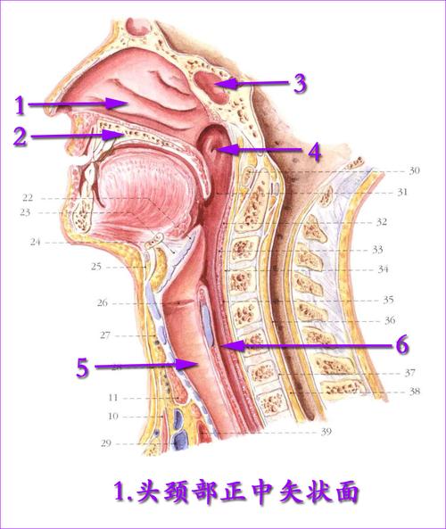 1头颈部正中矢状面副本