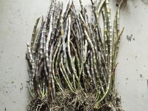 越南黄贝壳石斛室内庭院阳台绿植花卉盆景附生兰比铁皮多肉好种植