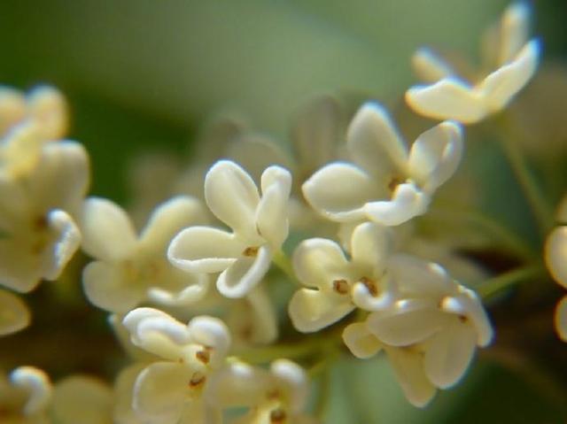 风动桂花香,6首唯美桂花诗词与你香约九月