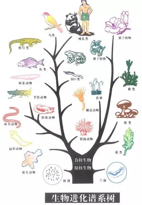 从这棵进化树我们可以看到,每一条树枝代表一个方向,现存的所有生物